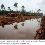 Major Breakthrough in Protection for Indonesia’s Remaining Rainforests