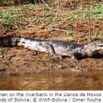 Bolivia Designates World’s Largest Protected Wetland