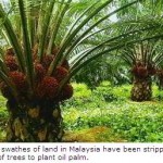 India’s Edible Oil Imports Threaten Wildlife in Indonesia & Malaysia