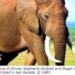 New Report Warns of Uncertain Future for African Elephants