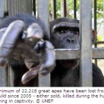 Illegal Trade Robs Wild of Almost 3000 Great Apes Annually