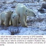 For Polar Bears, It’s Survival of the Fattest