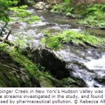 Streams Stressed by Pharmaceutical Pollution