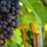 Climate Change will Put Squeeze on World’s Wineries & Wilderness