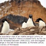 Adelie Penguin Population Expands As Ice Fields Recede