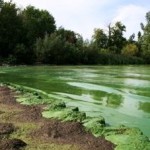 Extreme Algae Blooms: The New Normal?