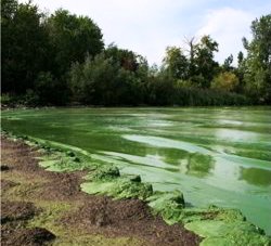 2011 Lake Erie Algae Bloom © Todd Crail