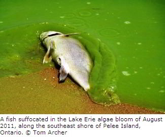 2011 Lake Erie Algae Bloom