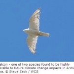 Breeding Birds Vulnerable to Climate Change in Arctic Alaska