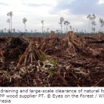 APP’s New Deforestation Policy neither Protects nor Commits to Restore Sumatra’s Forests