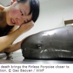 Yangtze Finless Porpoise Population Nosedives to 1,000