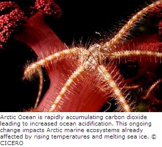 Arctic Marine Ecosystems