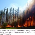 Where Does Charcoal, or Black Carbon, in Soils Go?