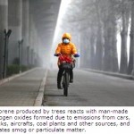 Researchers Pinpoint How Trees Play Role in Smog Production