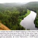 Russian Forests and Tigers Left Floored by Illegal Logging