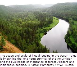 Illegal Logging in Russian Forests