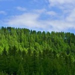 Voluntary Carbon Offsetting Tops 100 Million Tonnes as Market Goes Clean and Green