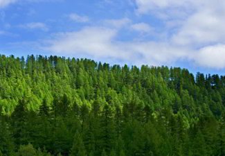 Forestry Carbon Offsets