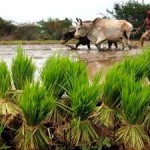 Ups-and-Downs of Indian Monsoon Rainfall Likely to Increase under Warming