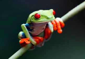 Endangered Red-eyed Tree Frog
