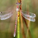 East Anglian Coastline, Biodiversity under Threat from Climate Change