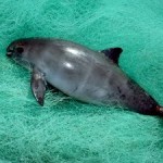 Mexico Approves Measure to Save World’s Rarest Marine Mammals