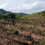 80% of Malaysian Borneo Degraded by Logging