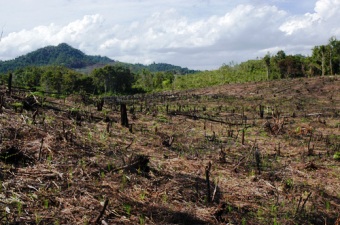 Deforestation in Malaysian Borneo