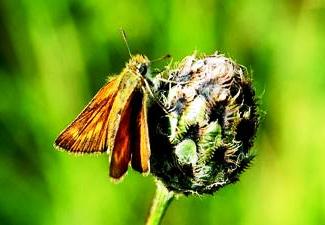 Lulworth Skipper Butterfly
