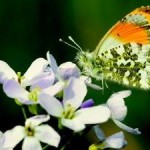 Grassland Butterflies Declined Almost 50% Over Two Decades