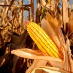 Maize Trade Disruption Could Have Global Ramifications