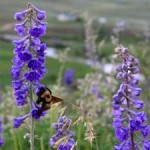 Plant-Pollinator Relationships Compromised When Bee Species Decline