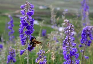 Bumble Bee Foraging on Larkspurs