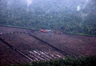 Deforestation in Indonesia
