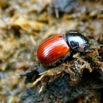 Beetles Fighting Against Climate Change