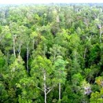 Tropical Ecosystems Regulate Variations in Earth’s Carbon Dioxide Levels