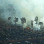 Palm Oil Leading Cause of Indonesia Forest Destruction