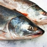 Global Salmon Initiative Launched with Commitment to Sustainable Salmon Farming