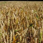 Major Global Analysis Offers Hope for Saving Crop Wild Relatives