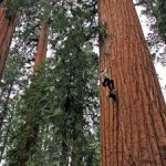 Unprecedented Growth Surge in Redwoods, Sequoias despite Climate Change