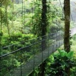 Costa Rica First to Negotiate Sale of Forestry Carbon Credits