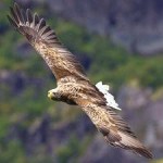 Europe’s Wildlife Making a Comeback