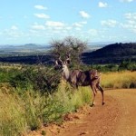 Terrestrial Ecosystems at Risk of Major Shifts as Temperatures Increase