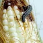 Bt Sweet Corn Can Reduce Insecticide Use