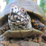 Climate Change Threatens Northern American Turtle Habitat