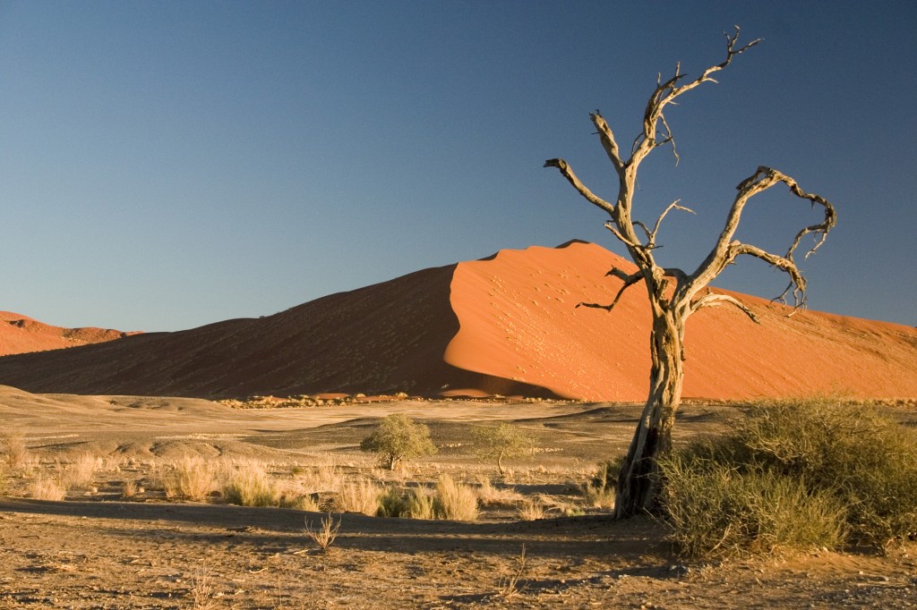 Thorn_Tree_Sossusvlei_Namib_Desert_Namibia_Luca_Galuzzi_2004