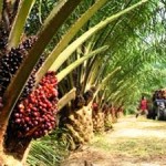 Sustainable Palm Oil: Marketing Ploy or True Commitment?