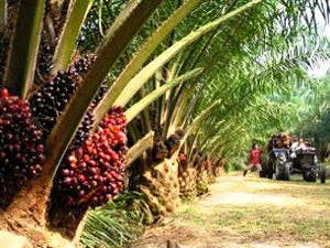 Oil Palm Plantation