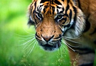 Sumatran Tiger. © Greenpeace