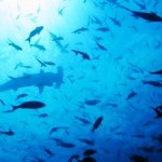 World Nearing 3% of Ocean Protection